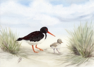 Postkarte DIN-A6 Aquarell Maritim Kunst Druck Kunstdruck Nordsee Amrum 5 - Austernfischer am Strand